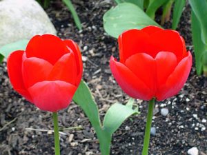 ColorPlay: Tulips original